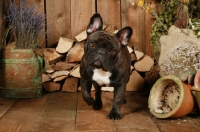 Picture of French Bulldog on wooden floor