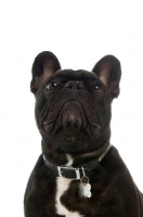 Picture of French Bulldog portrait, looking up