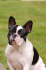Picture of french bulldog portrait