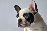 Picture of French Bulldog portrait