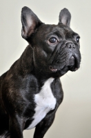 Picture of French Bulldog posing against cream backdrop