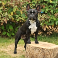 Picture of french bulldog posing on a log, full body