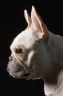 Picture of french bulldog profile