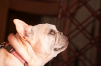 Picture of French Bulldog profile