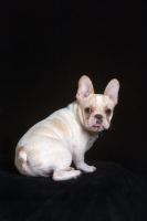 Picture of French Bulldog pup on black background