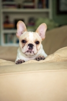 Picture of French Bulldog puppy, colour: honey pied