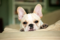 Picture of French Bulldog puppy, colour: honey pied