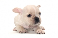 Picture of French Bulldog puppy in studio