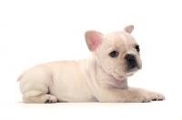 Picture of French Bulldog puppy lying down in studio