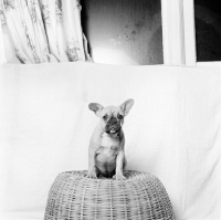 Picture of french bulldog puppy on basket