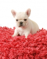 Picture of French Bulldog puppy on petals