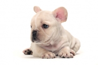 Picture of French Bulldog puppy on white background