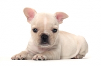 Picture of French Bulldog puppy on white background, lying down
