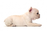 Picture of French Bulldog puppy on white background, side view