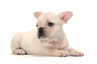 Picture of French Bulldog puppy on white background