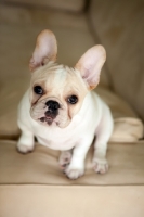 Picture of French Bulldog puppy sitting, colour: honey pied
