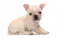 Picture of French Bulldog puppy sitting down