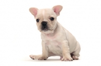 Picture of French Bulldog puppy sitting on white background