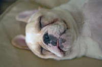 Picture of French Bulldog puppy sleeping, colour: honey pied