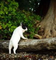 Picture of French Bulldog resting on log