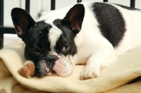 Picture of french bulldog resting