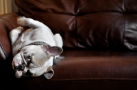 Picture of French Bulldog rolling on brown leather couch