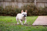 Picture of French Bulldog running in garden
