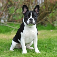 Picture of french bulldog showing NON standard black and white colour since the new color change by the KC (UK)