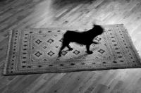 Picture of French Bulldog silhouette running on patterned rug