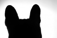 Picture of French Bulldog silhouette