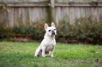 Picture of French Bulldog sitting down in garden