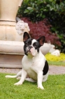 Picture of french bulldog sitting in garden