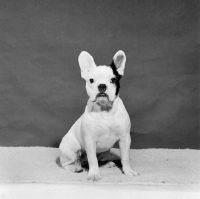 Picture of french bulldog sitting in studio