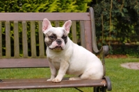 Picture of French Bulldog sitting on bench