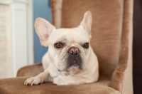 Picture of French Bulldog sitting on brown chair with one paw tucked.