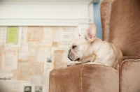 Picture of French Bulldog sitting on brown chair in front of fireplace.