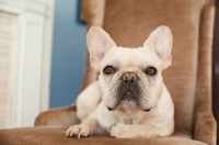 Picture of French Bulldog sitting on brown chair with one paw tucked.
