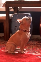 Picture of French Bulldog sitting on carpet