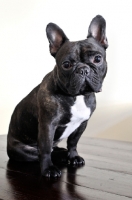 Picture of French Bulldog sitting on floor boards with cream background