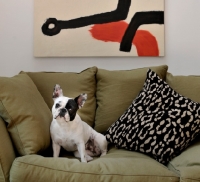 Picture of French Bulldog sitting on sofa