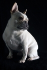 Picture of french bulldog sitting
