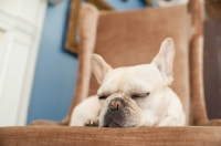 Picture of French Bulldog sleeping on brown chair.