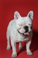 Picture of French Bulldog standing against red background