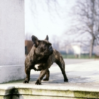 Picture of french bulldog standing by steps