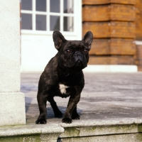 Picture of french bulldog standing by steps in front of a mansion