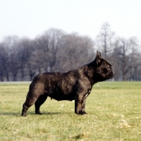 Picture of french bulldog standing in a park