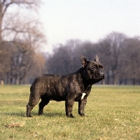 Picture of french bulldog standing in a park