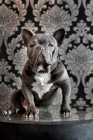 Picture of French Bulldog standing in front of flock wallpaper