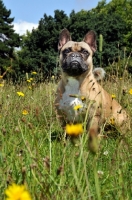 Picture of French Bulldog standing in long grass with yellow flowers