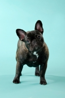 Picture of French Bulldog standing on blue background